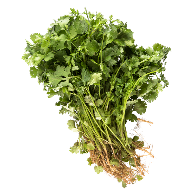 Coriandre fraîche