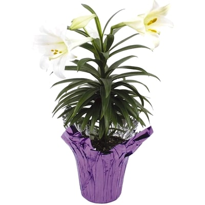 null 6'' Easter lilies 1 ea, $12.00/1ea