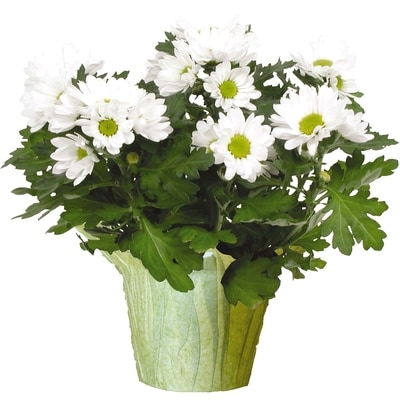 null Chrysanthemum 6-inch 1 ea, $8.00/1ea