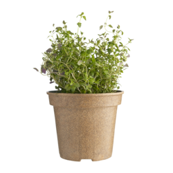 Organic Rosemary Potted - 1 ea | Fortinos