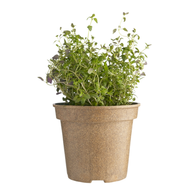 null Organic Thyme Potted 1 ea, $5.00/1ea