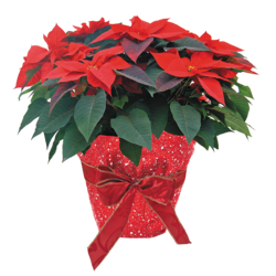 President's Choice Jumbo Poinsettia 1 ea, $26.99/1ea