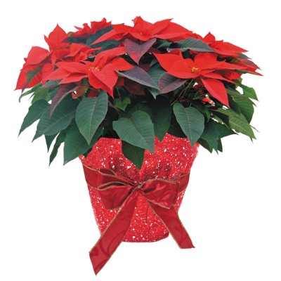 President's Choice Jumbo Poinsettia 1 ea, $32.00/1ea
