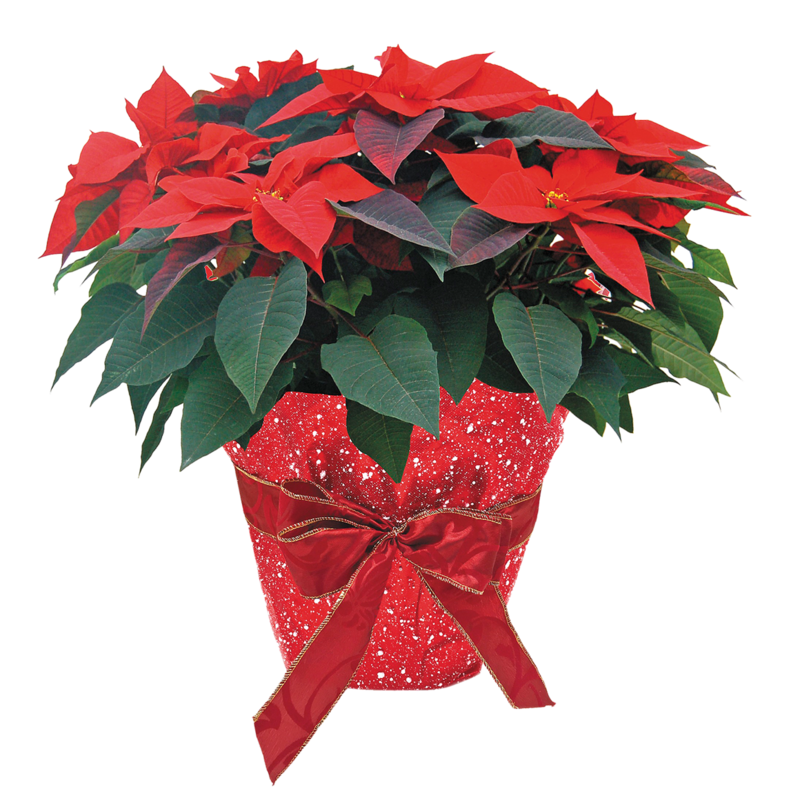 Jumbo Poinsettia