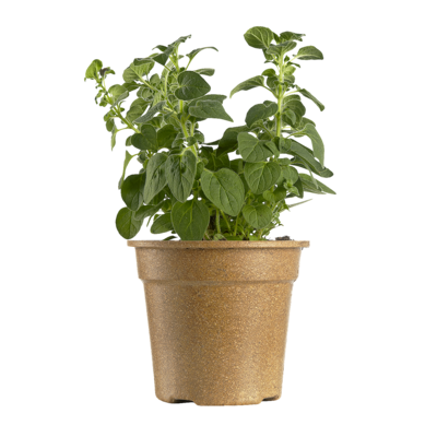 null Organic Oregano Potted 1 ea, $3.99/1ea