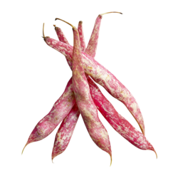 null Romano Beans $0.88/100g $8.80/1kg