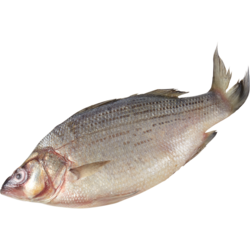 null White Bass, Whole $13.21/1kg $5.99/1lb