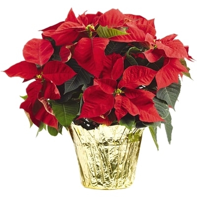 null Large Poinsettia in Potcover 8 Inch 1 ea, $18.00/1ea