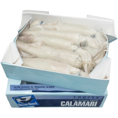 California Squid