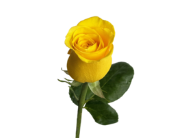 null Single Select, Long Stem Rose 1 ea, $5.00/1ea