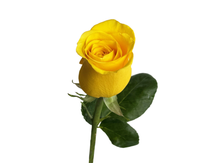 null Single Select, Long Stem Rose 1 ea, $5.00/1ea