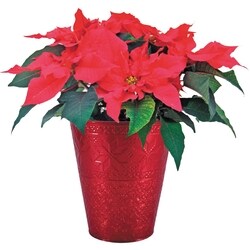 President's Choice Poinsettia in Tin 7 Inch 1 ea, $8.99/1ea