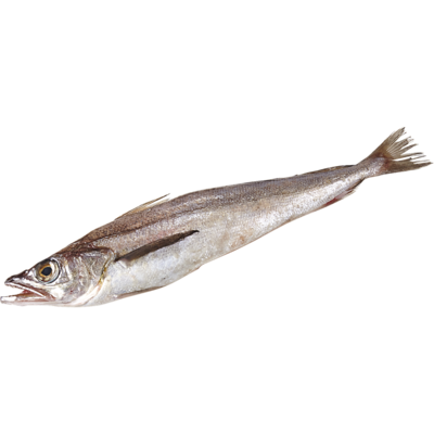 Fresh Whole Whiting