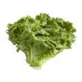 Laitue frisée