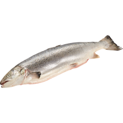 null Whole Atlantic Salmon $24.23/1kg $10.99/1lb