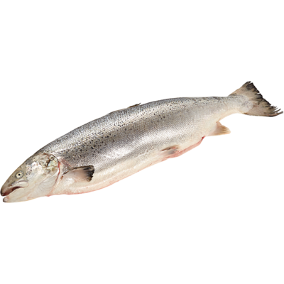 null Whole Atlantic Salmon $24.23/1kg $10.99/1lb