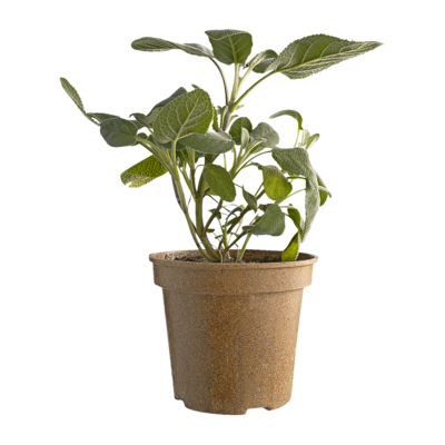 null Organic Sage 1 ea, $5.00/1ea