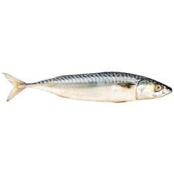 null Fresh Atlantic Mackerel $15.41/1kg $6.99/1lb