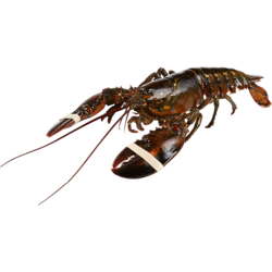 null Live Lobster, 1.5-2lbs $44.07/1kg $20.00/1lb