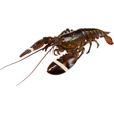 null Live Lobster, 1.5-2lbs $50.69/1kg $23.00/1lb