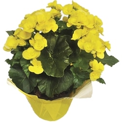 null Bégonias, 6 Po 1 ea, 10,00 $/1ch
