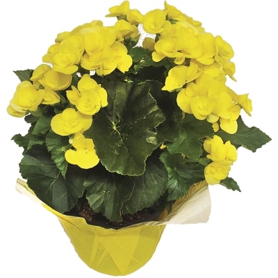 null Bégonias, 6 Po 1 ea, 12,00 $/1ch