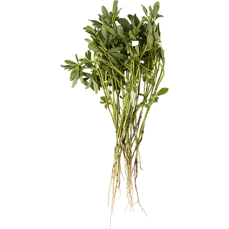Fenugreek Bunch