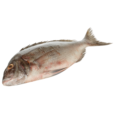 null Whole Porgy $19.82/1kg $8.99/1lb