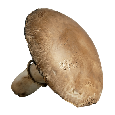 null Portobello Mushrooms, Bulk $15.41/1kg $6.99/1lb