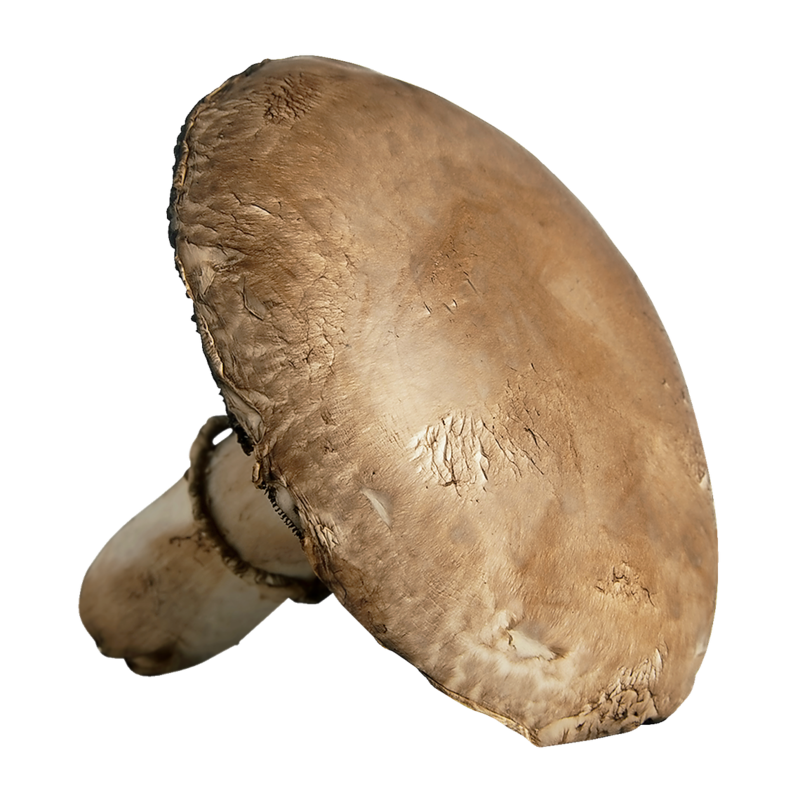 Portobello Mushrooms, Bulk