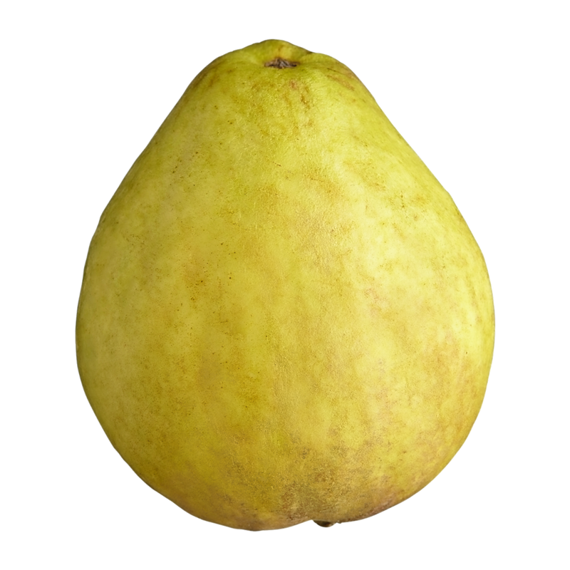 Guava