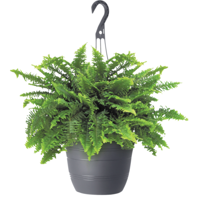 null Hanging Basket Boston Fern 10-Inch 1 ea, $19.99/1ea