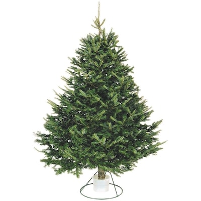null Balsam Fir Tree 6-8' 1 ea, $39.97/1ea