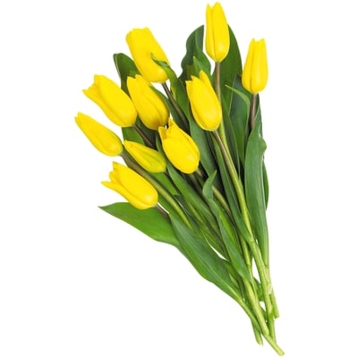 null Tulips, 10-Stem  1 ea, $12.99/1ea