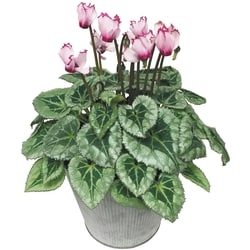 null Cyclamen, 6 po 1 ea, 12,00 $/1ch