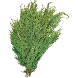 President's Choice White Cedar Bunch 1 ea, $9.00/1ea