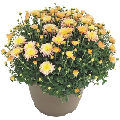 Farmer's Market Hardy Mums 9.5" 1 ea, $8.00/1ea