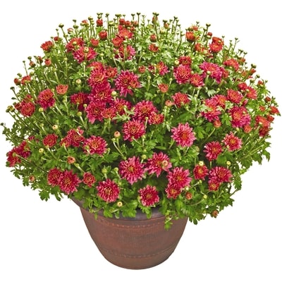 Délices du Marché Chrysanthèmes vivaces, 13 po, uni 1 ea, 16,00 $/1ch