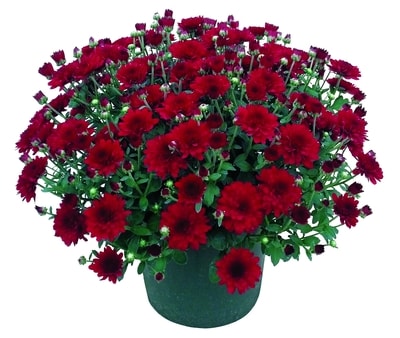 Farmer's Market Potted Fall Mum, 6.5 Inch 1 ea, $5.50/1ea