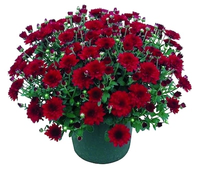 Délices du Marché Chrysanthème d'automne en pot, 6,5 pouces 1 ea, 5,50 $/1ch