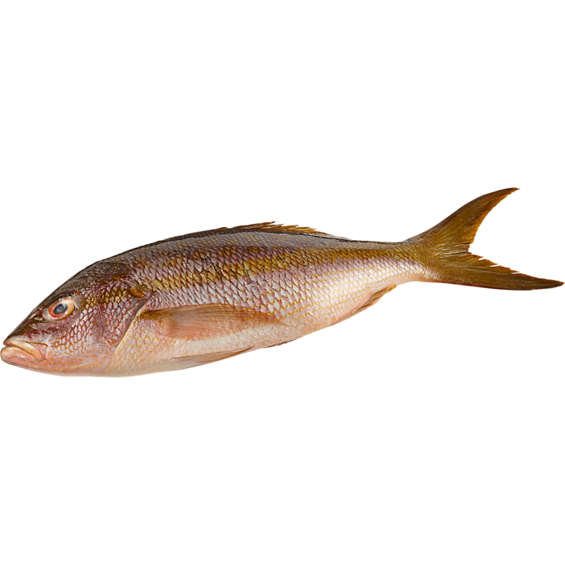 Whole Yellowtail Snapper | Fortinos