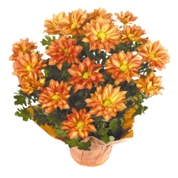 Westbrook Floral 6.5" Premium Potted Mum 1 ea, $12.00/1ea