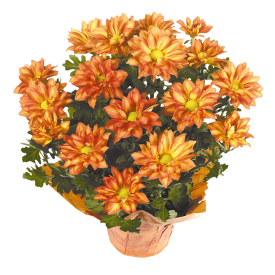 Westbrook Floral 6.5" Premium Potted Mum 1 ea, $12.00/1ea