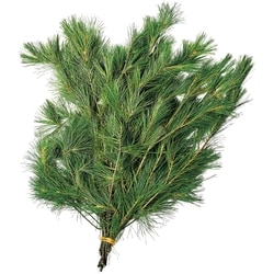 President's Choice White Pine Tip Bunch 1 ea, $10.00/1ea