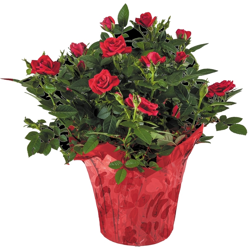 Mini Rose in Pot Cover, 6 inch