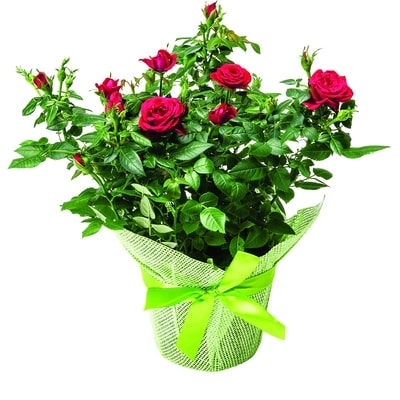 Westbrook Floral Mini rose dans un cache-pot, 6 pouces 1 ea, 14,00 $/1ch
