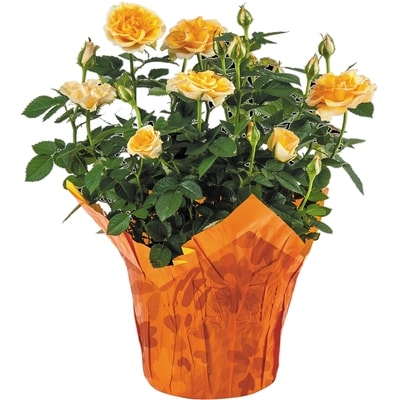 null Mini Rose, 4-inch 4 ea, $2.00/1ea