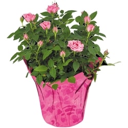 Mini Rose, 4-inch - 4 ea | Extra Foods
