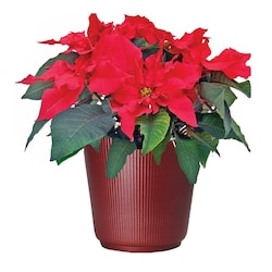President's Choice Poinsettia in upgrade tin, 8 inch 1 ea, $28.00/1ea