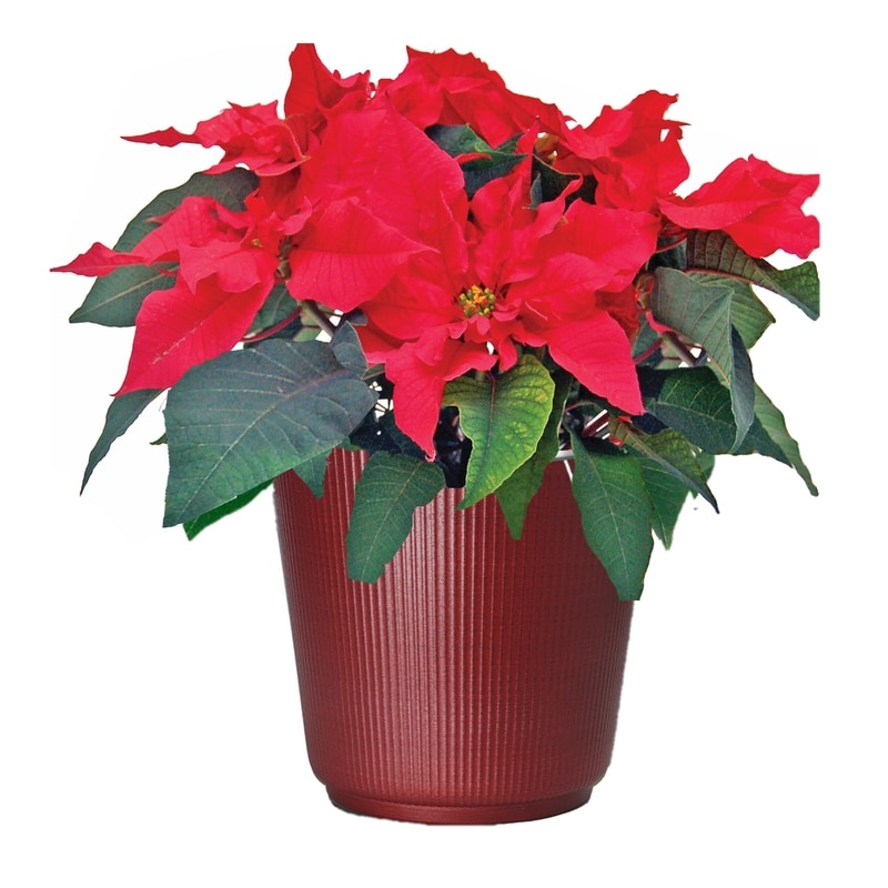 Poinsettia in upgrade tin, 8 inch